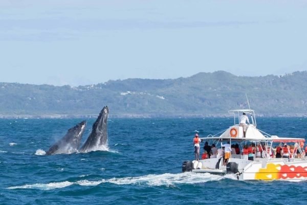 Baleine à bosse sautant dans la baie de Samaná